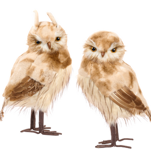 Goodwill Belgium Golden Chestnut Owls XL